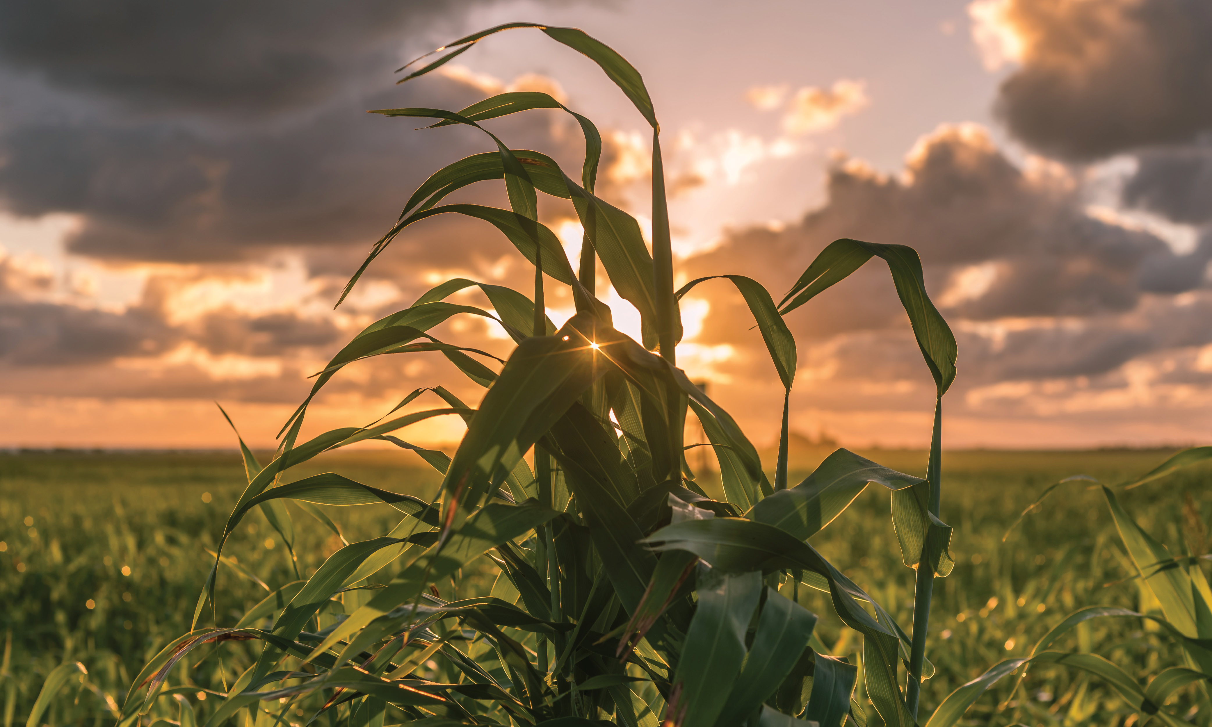 EMM Engaged for Major Queensland Biorefinery Project